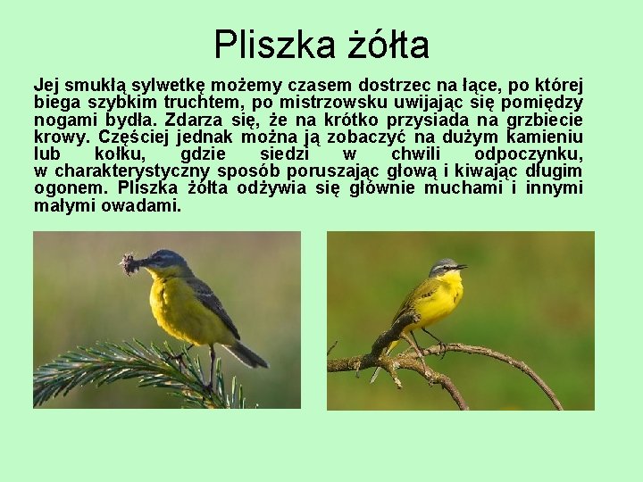 Pliszka żółta Jej smukłą sylwetkę możemy czasem dostrzec na łące, po której biega szybkim