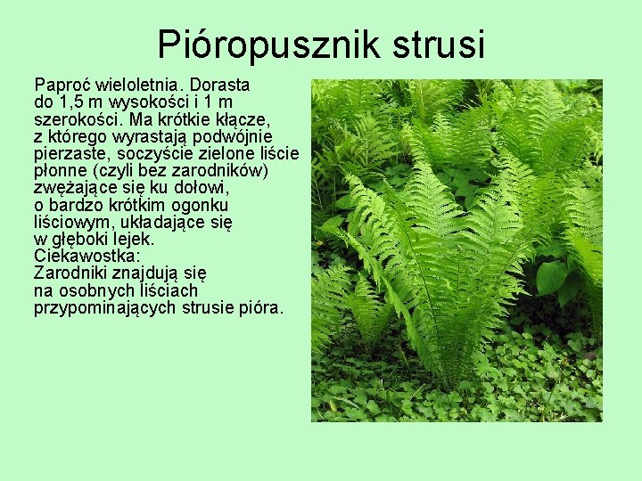 Pióropusznik strusi Paproć wieloletnia. Dorasta do 1, 5 m wysokości i 1 m szerokości.