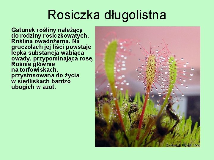 Rosiczka długolistna Gatunek rośliny należący do rodziny rosiczkowatych. Roślina owadożerna. Na gruczołach jej liści