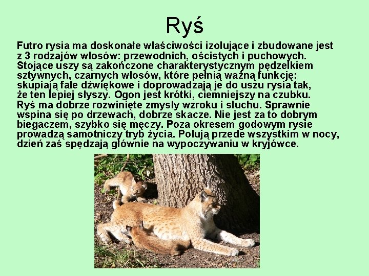 Ryś Futro rysia ma doskonałe właściwości izolujące i zbudowane jest z 3 rodzajów włosów: