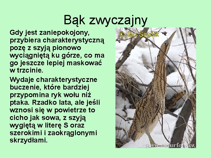 Bąk zwyczajny Gdy jest zaniepokojony, przybiera charakterystyczną pozę z szyją pionowo wyciągniętą ku górze,