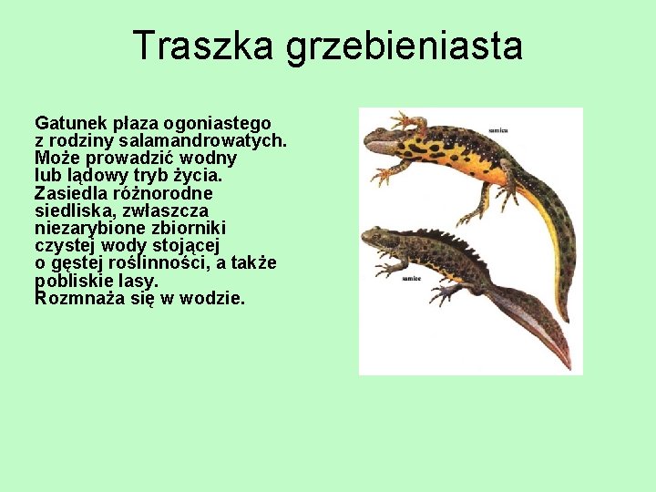 Traszka grzebieniasta Gatunek płaza ogoniastego z rodziny salamandrowatych. Może prowadzić wodny lub lądowy tryb