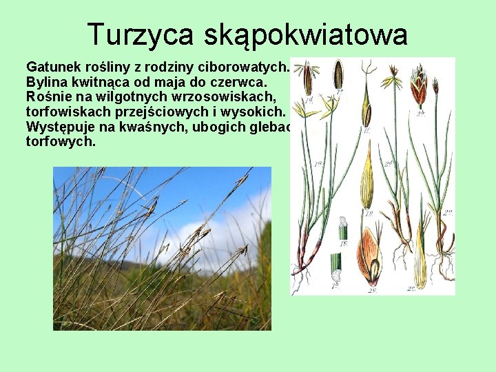 Turzyca skąpokwiatowa Gatunek rośliny z rodziny ciborowatych. Bylina kwitnąca od maja do czerwca. Rośnie