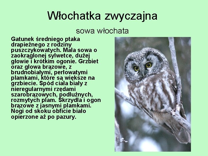 Włochatka zwyczajna sowa włochata Gatunek średniego ptaka drapieżnego z rodziny puszczykowatych. Mała sowa o