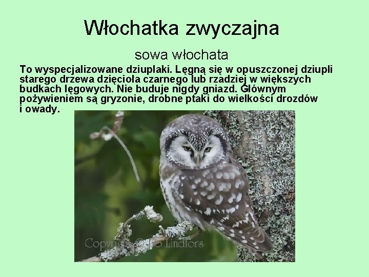 Włochatka zwyczajna sowa włochata To wyspecjalizowane dziuplaki. Lęgną się w opuszczonej dziupli starego drzewa