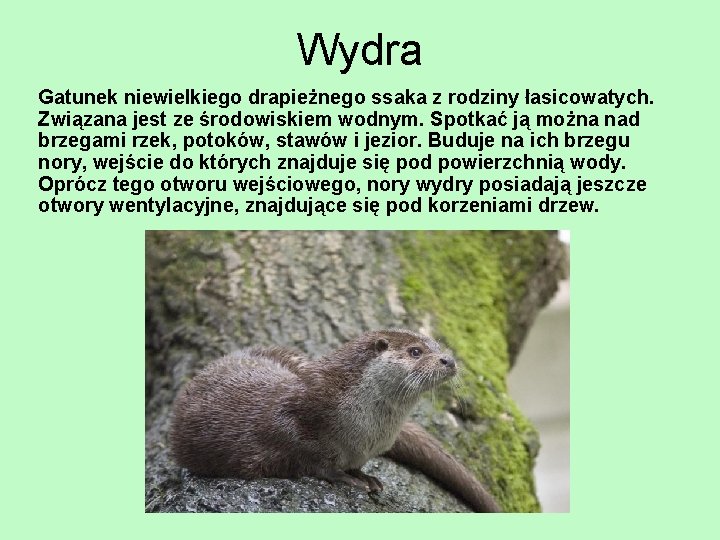 Wydra Gatunek niewielkiego drapieżnego ssaka z rodziny łasicowatych. Związana jest ze środowiskiem wodnym. Spotkać