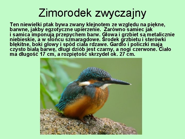 Zimorodek zwyczajny Ten niewielki ptak bywa zwany klejnotem ze względu na piękne, barwne, jakby