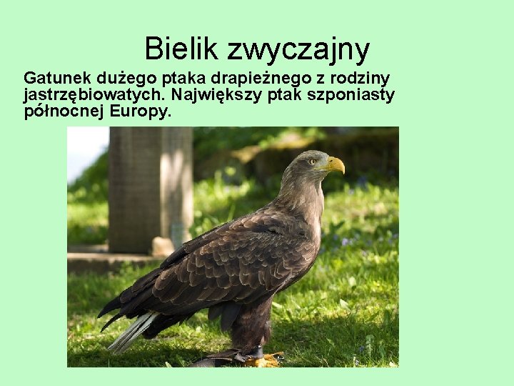 Bielik zwyczajny Gatunek dużego ptaka drapieżnego z rodziny jastrzębiowatych. Największy ptak szponiasty północnej Europy.