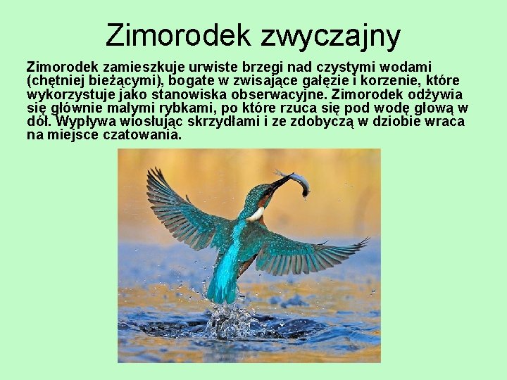 Zimorodek zwyczajny Zimorodek zamieszkuje urwiste brzegi nad czystymi wodami (chętniej bieżącymi), bogate w zwisające