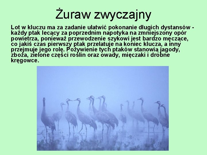 Żuraw zwyczajny Lot w kluczu ma za zadanie ułatwić pokonanie długich dystansów każdy ptak