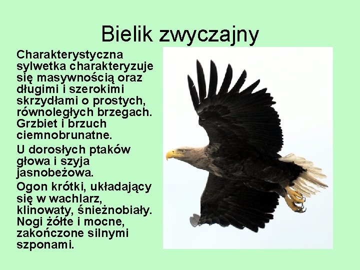 Bielik zwyczajny Charakterystyczna sylwetka charakteryzuje się masywnością oraz długimi i szerokimi skrzydłami o prostych,