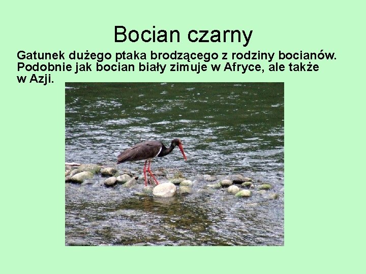 Bocian czarny Gatunek dużego ptaka brodzącego z rodziny bocianów. Podobnie jak bocian biały zimuje