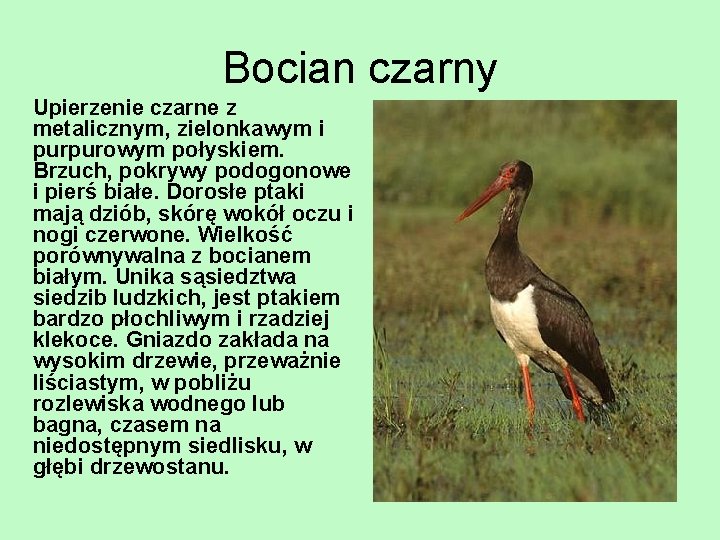 Bocian czarny Upierzenie czarne z metalicznym, zielonkawym i purpurowym połyskiem. Brzuch, pokrywy podogonowe i