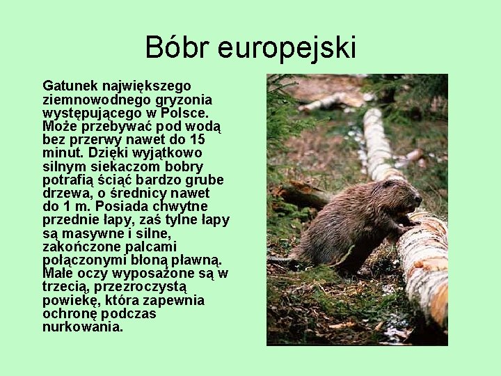 Bóbr europejski Gatunek największego ziemnowodnego gryzonia występującego w Polsce. Może przebywać pod wodą bez