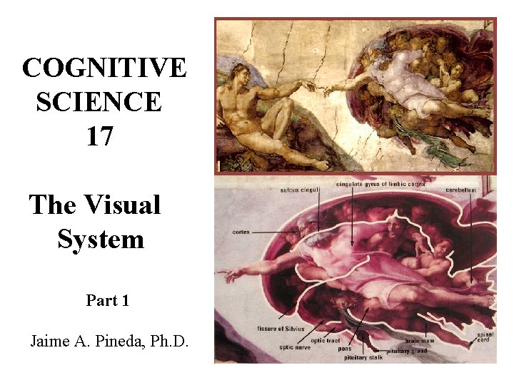 COGNITIVE SCIENCE 17 The Visual System Part 1 Jaime A. Pineda, Ph. D. 