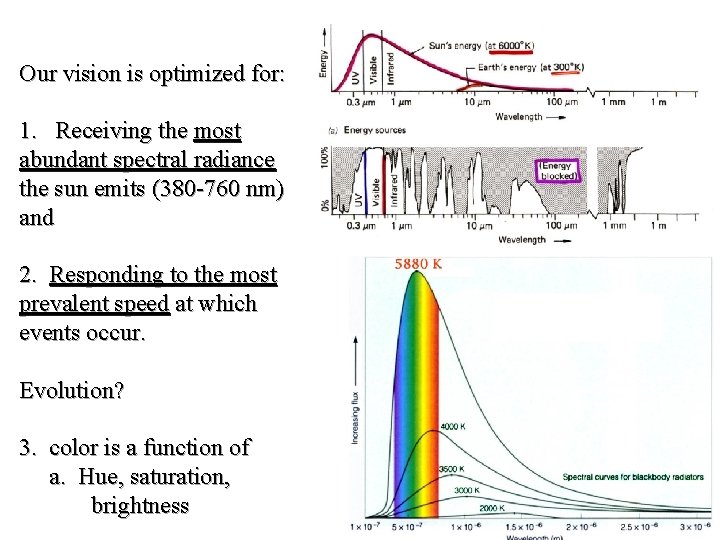 Our vision is optimized for: 1. Receiving the most abundant spectral radiance the sun