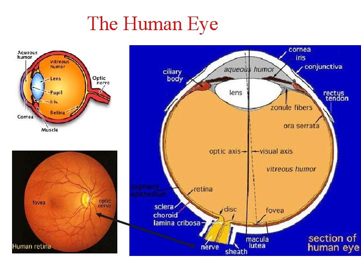 The Human Eye 