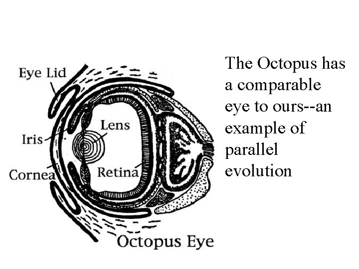 The Octopus has a comparable eye to ours--an example of parallel evolution 