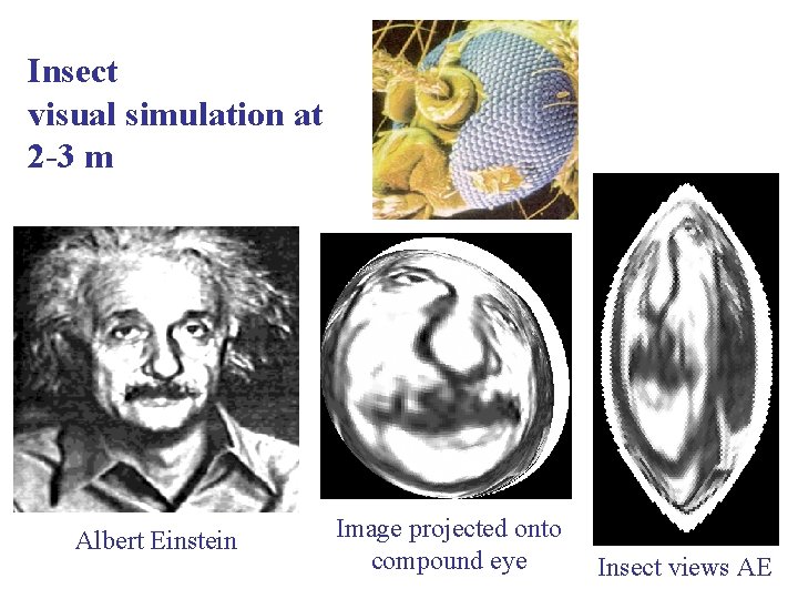 Insect visual simulation at 2 -3 m Albert Einstein Image projected onto compound eye