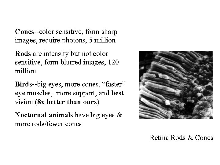 Cones--color sensitive, form sharp images, require photons, 5 million Rods are intensity but not
