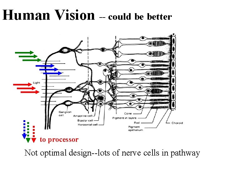 Human Vision -- could be better to processor Not optimal design--lots of nerve cells