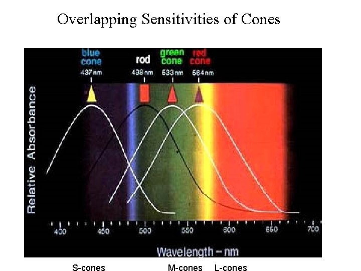 Overlapping Sensitivities of Cones S-cones M-cones L-cones 