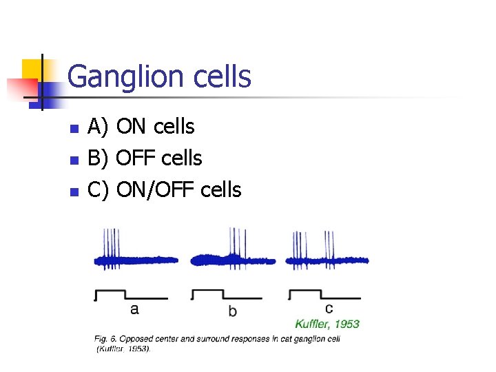 Ganglion cells n n n A) ON cells B) OFF cells C) ON/OFF cells