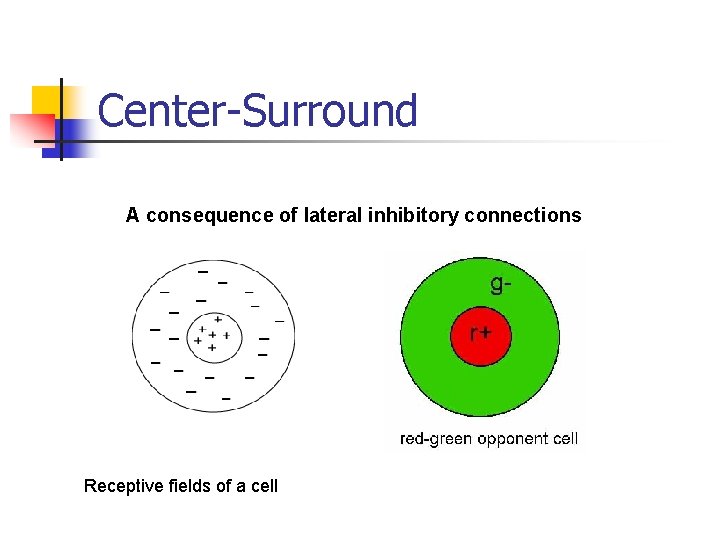 Center-Surround A consequence of lateral inhibitory connections Receptive fields of a cell 