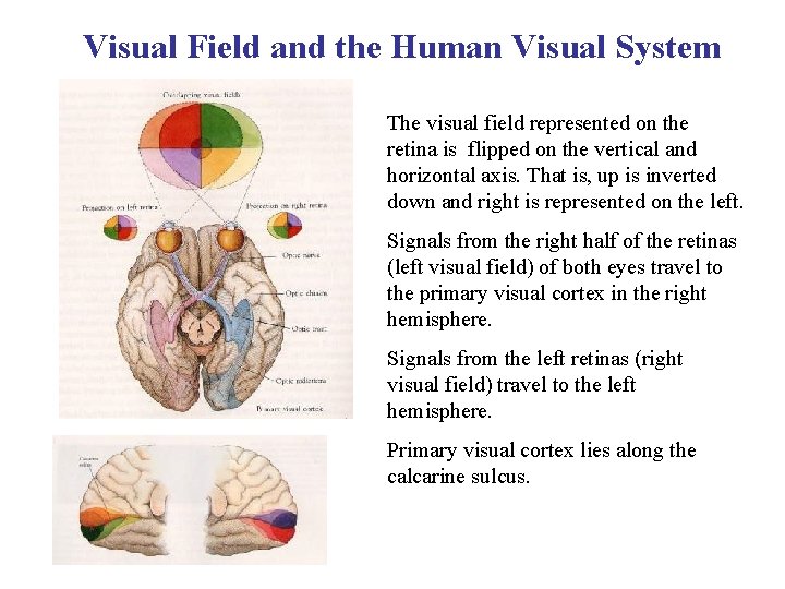 Visual Field and the Human Visual System The visual field represented on the retina