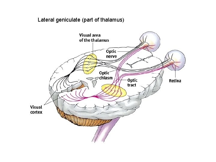 Lateral geniculate (part of thalamus) 