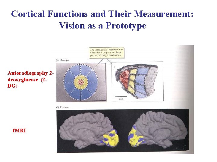 Cortical Functions and Their Measurement: Vision as a Prototype Autoradiography 2 deoxyglucose (2 DG)