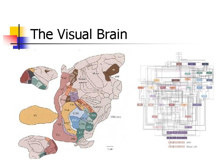 The Visual Brain 