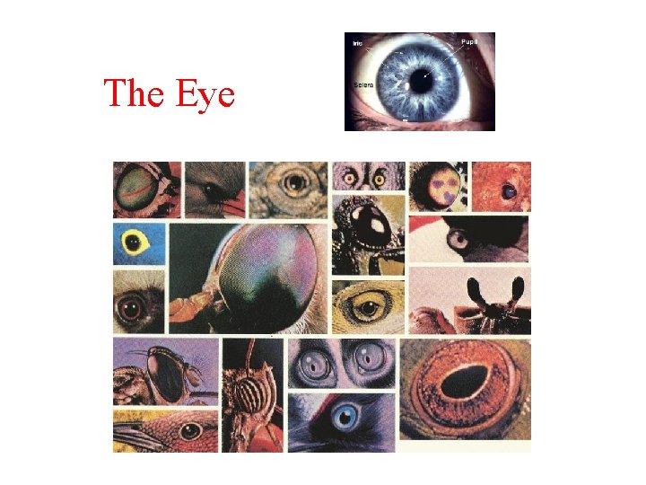 The Eye 