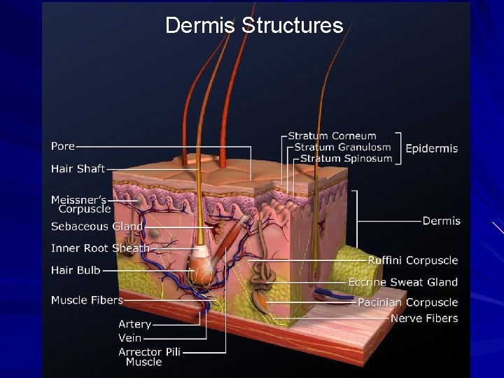Dermis Structures 