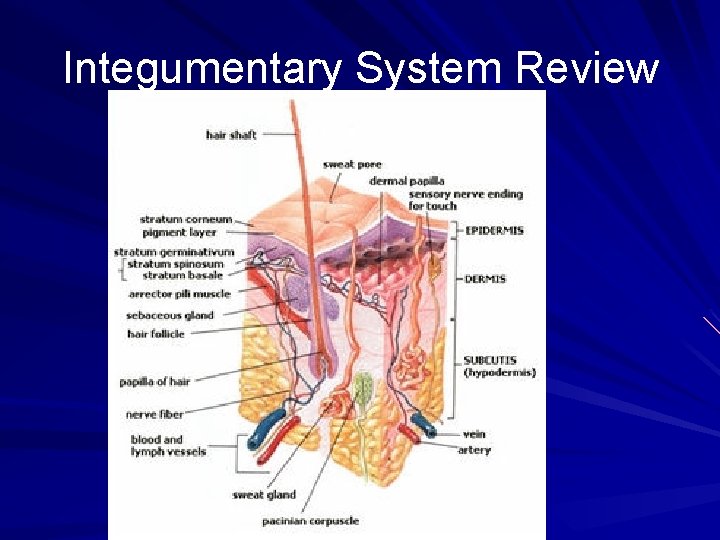Integumentary System Review 