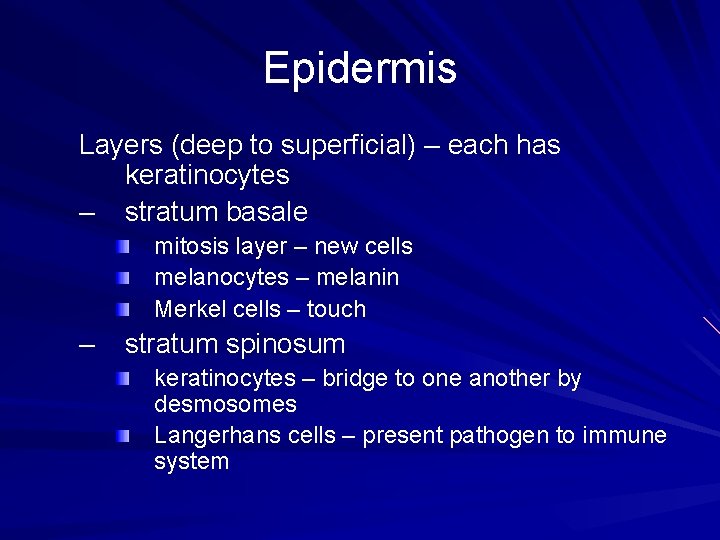Epidermis Layers (deep to superficial) – each has keratinocytes – stratum basale mitosis layer