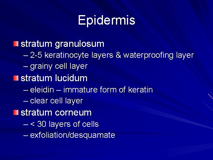 Epidermis stratum granulosum – 2 -5 keratinocyte layers & waterproofing layer – grainy cell
