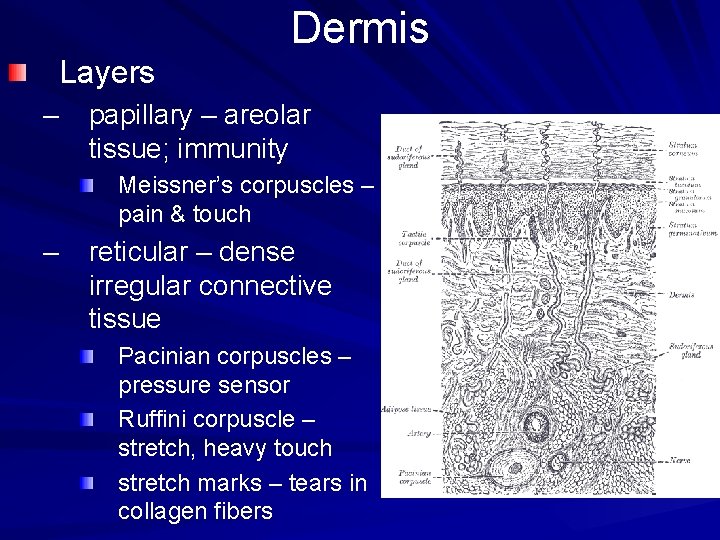 Layers Dermis – papillary – areolar tissue; immunity Meissner’s corpuscles – pain & touch