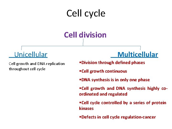 Cell cycle Cell division Unicellular Cell growth and DNA replication throughout cell cycle Multicellular
