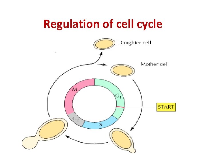 Regulation of cell cycle 