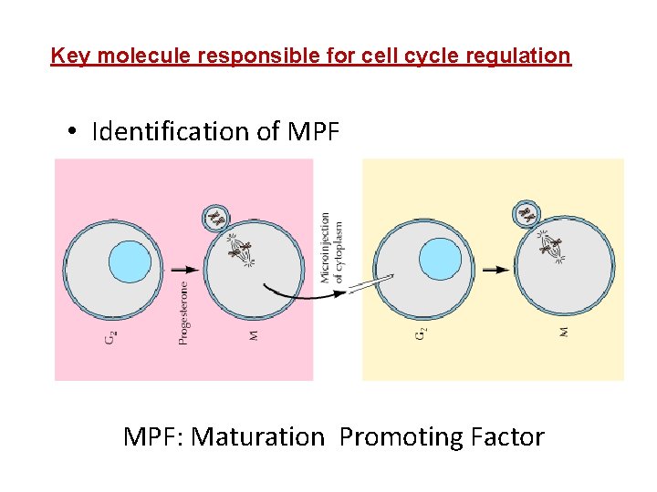 Key molecule responsible for cell cycle regulation • Identification of MPF: Maturation Promoting Factor