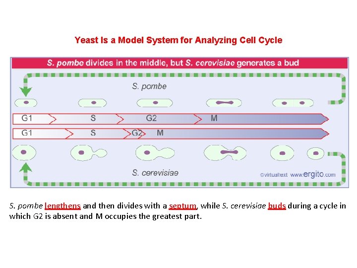 Yeast Is a Model System for Analyzing Cell Cycle S. pombe lengthens and then