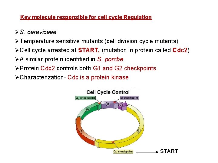 Key molecule responsible for cell cycle Regulation ØS. cereviceae ØTemperature sensitive mutants (cell division