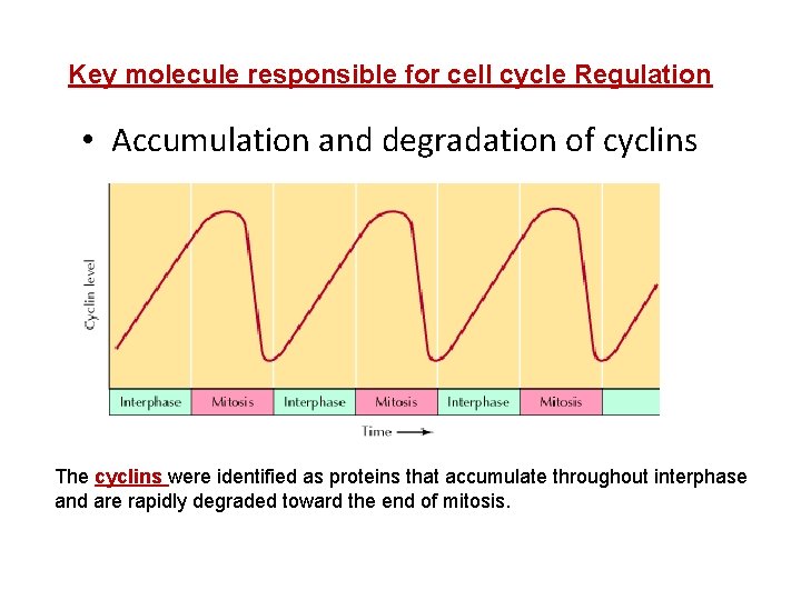 Key molecule responsible for cell cycle Regulation • Accumulation and degradation of cyclins The