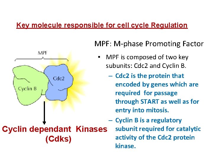 Key molecule responsible for cell cycle Regulation MPF: M-phase Promoting Factor • MPF is