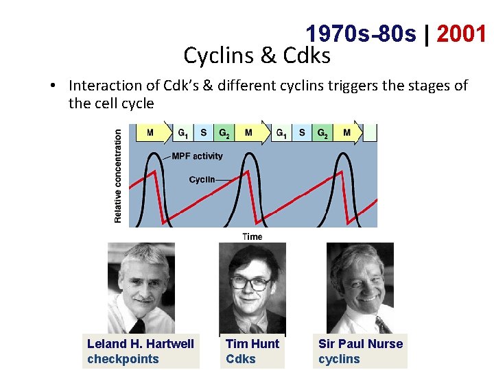 1970 s-80 s | 2001 Cyclins & Cdks • Interaction of Cdk’s & different