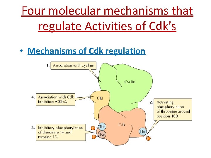 Four molecular mechanisms that regulate Activities of Cdk's • Mechanisms of Cdk regulation 