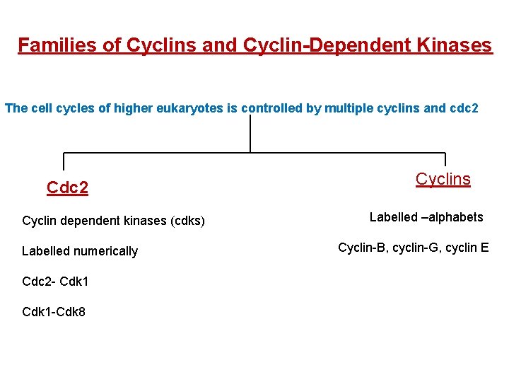 Families of Cyclins and Cyclin-Dependent Kinases The cell cycles of higher eukaryotes is controlled