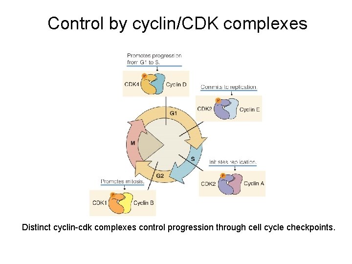 Control by cyclin/CDK complexes Distinct cyclin-cdk complexes control progression through cell cycle checkpoints. 