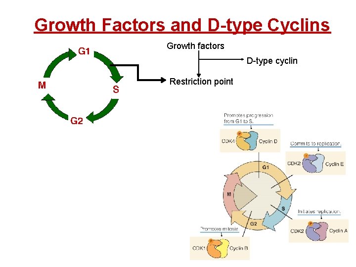 Growth Factors and D-type Cyclins Growth factors D-type cyclin Restriction point 